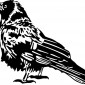 crow01